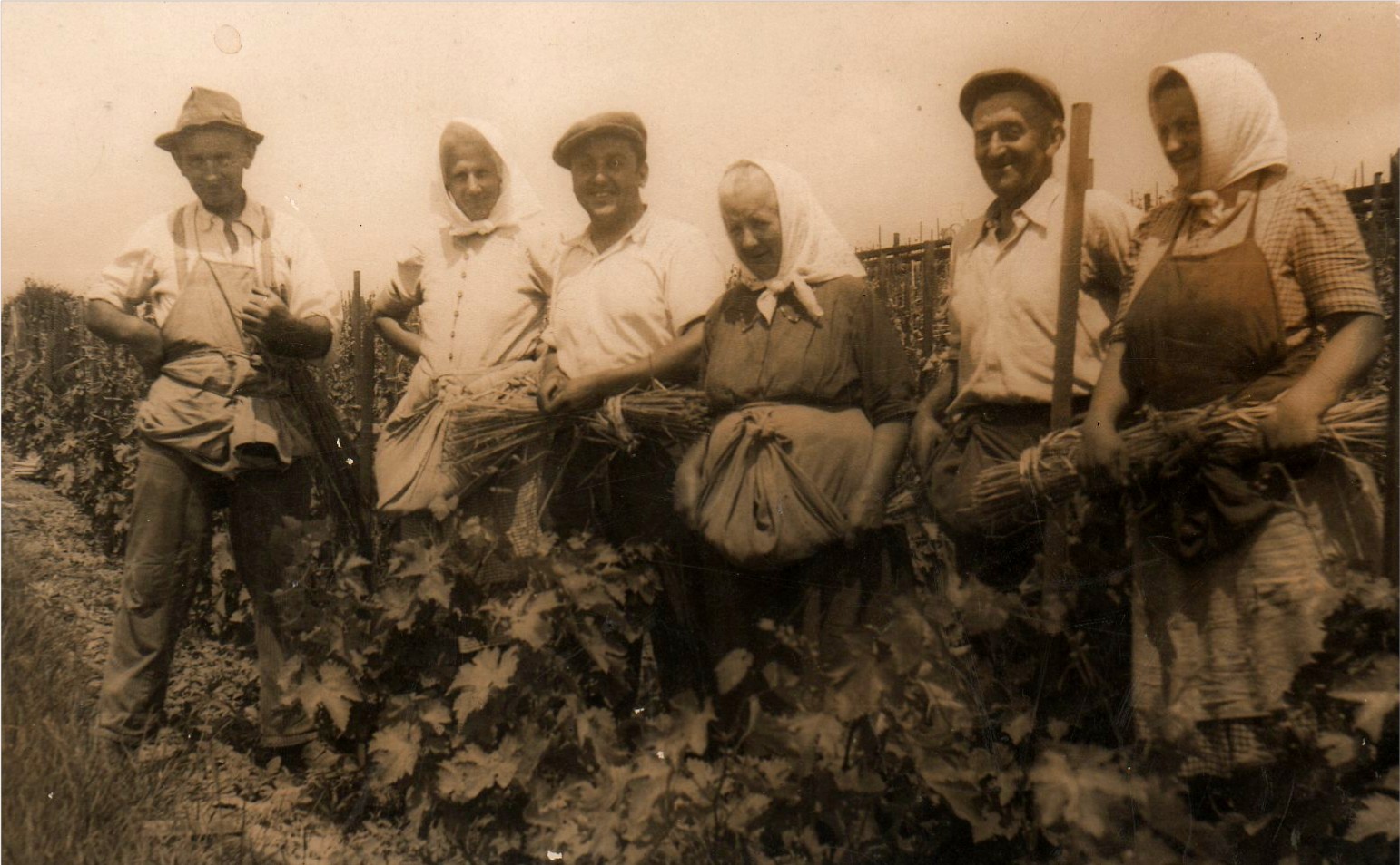 Weinstockanbinden mit "Riedln"